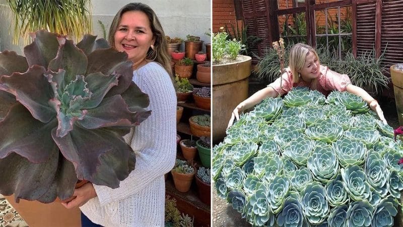 Biggest succulents have ever seen