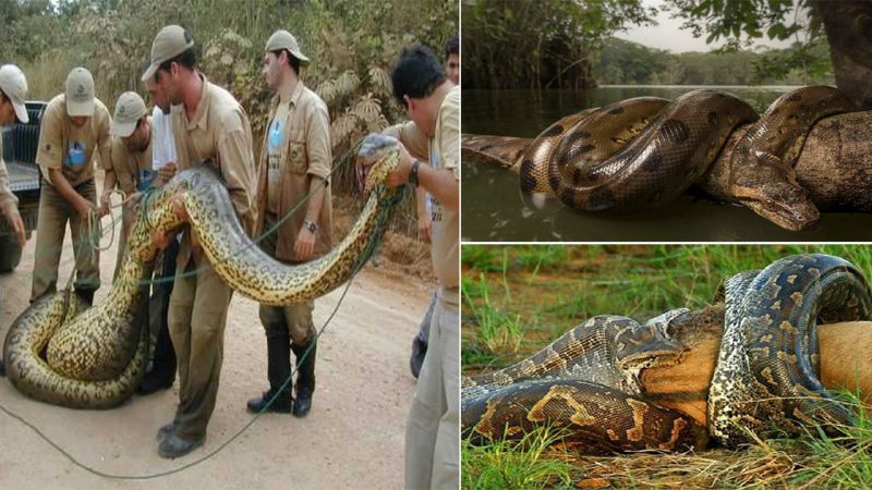 Unveiling the Mystery of the Most Terrifying Giant “Monster” in the Amazon Rainforest