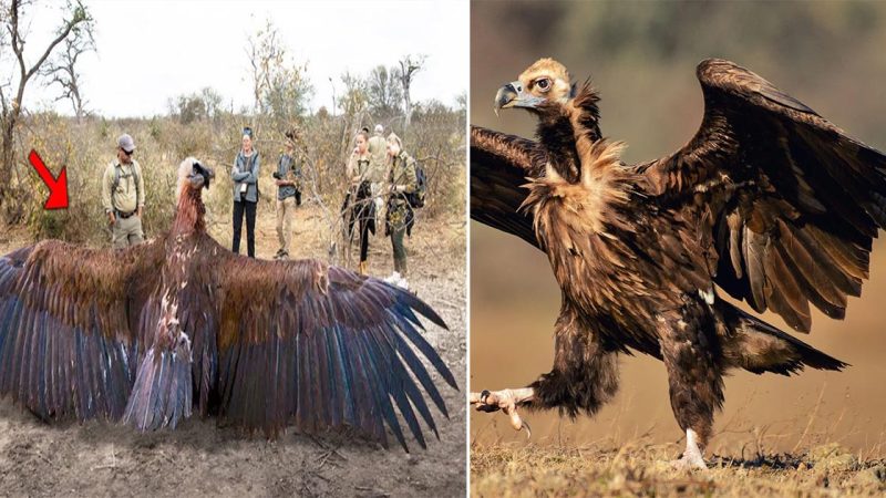 Scientists Capture Enigmatic Giant Bird with Enormous Wingspan: Unveiling a Fascinating Discovery!