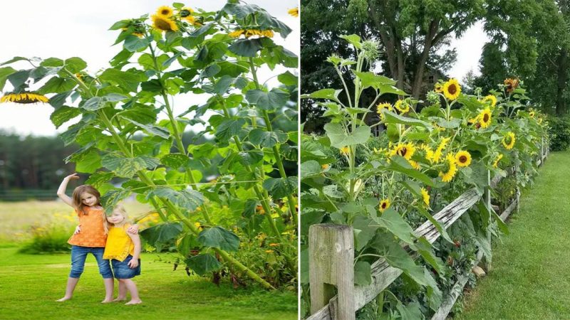 Sunflowers symbolize the prosperity of a more prosperous life