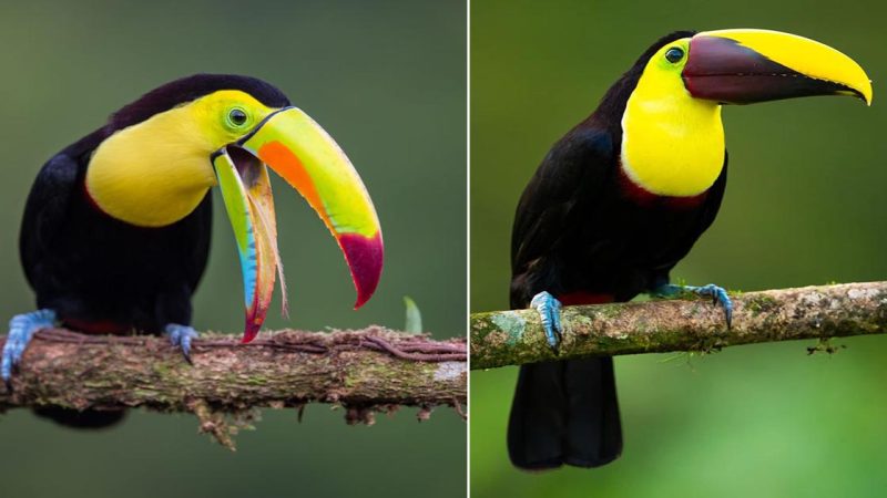 Yellow-throated Tucan: A Colorful Marvel of the Tropical Rainforest