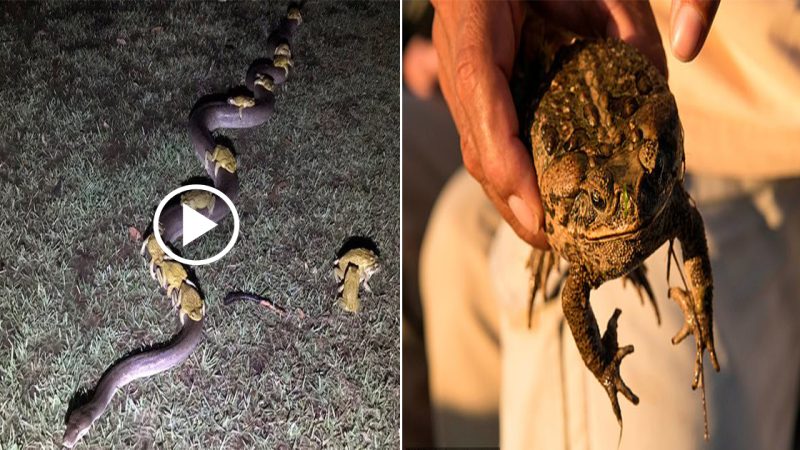 Astonishing Sight of 3.5m Python Carrying 10 Cane Toads to Seek Shelter Amidst a Storm