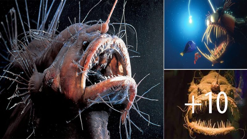 The Anglerfish: Nightmarish Depths of the Ocean