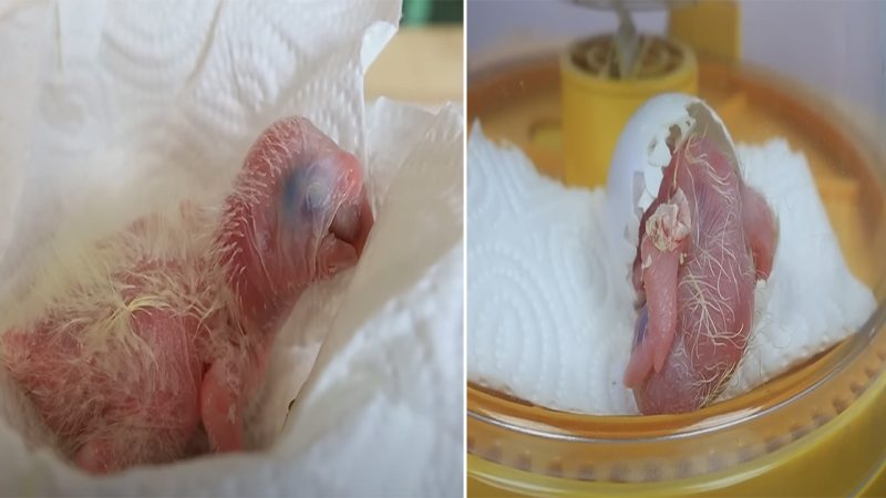 From Hatching to Vision: The Journey of a Baby Macaw Opening Its Eyes