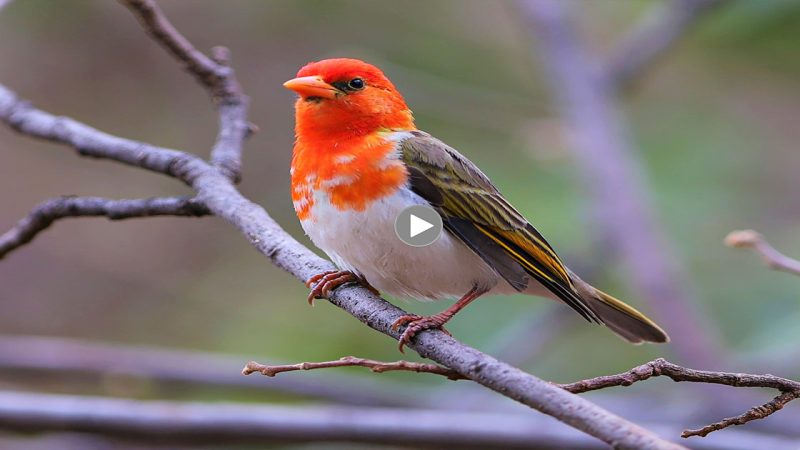 The Southern Red-headed Weaver: A Master Weaver of the African Savannah