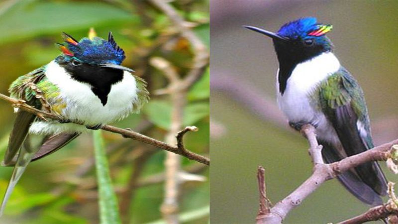 Remarkable South American Hummingbird: Introducing the Horned Sungem