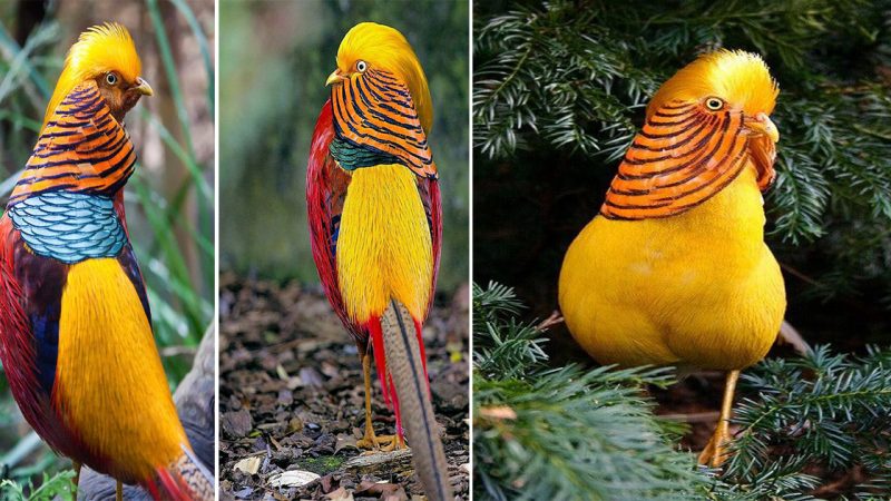 The Enchanting Charm of the Golden Pheasant