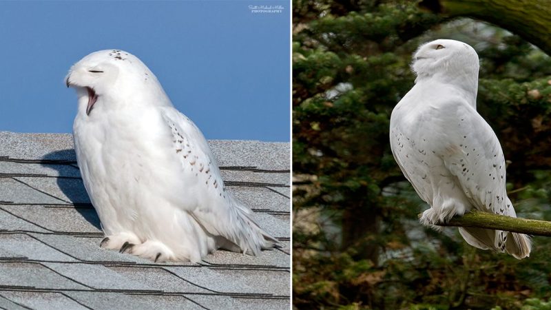 Male Snowy Owl ready for a nap! – East Coast, USA