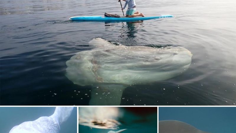 Extremely rare sunfish found off Sydney’s northern beaches