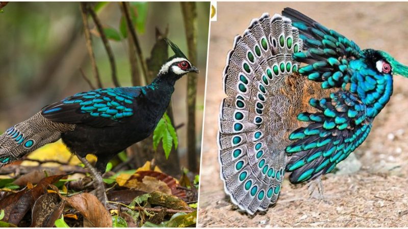 Wearing An Iridescent Suit Of Blue And Green, This Gorgeous Bird Top’s It All Off With A Conspicuous Mohawk – Meet The Palawan Peacock-Pheasant!