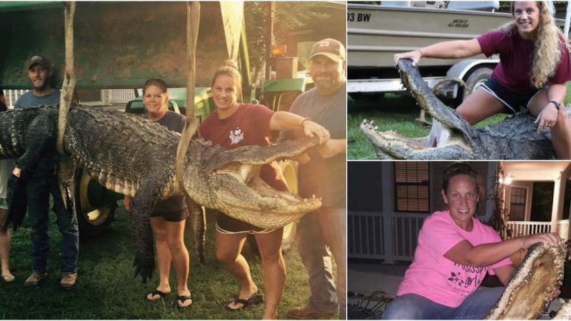 Record-Breaking Capture: Woman Alligator Hunter Snags Enormous 13ft-Long Reptile in Mississippi River