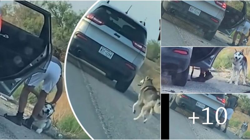 Embarrassing video from Texas America goes viral leaving an elderly dog on the road side