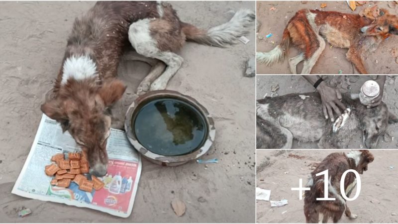 Heartbreaking Tale: Abandoned Stray Dog Suffering from Hunger, Emaciation, and Injury