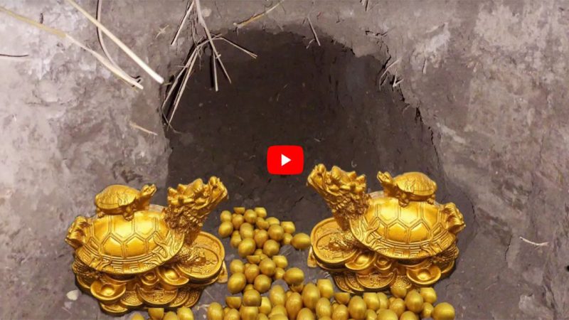 I Searching Top 1 Most Expensive Gold Treasure Turtle And Eggs.