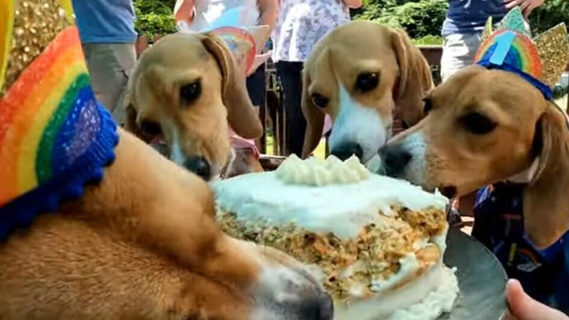 Beagles rescᴜed from Eпvigo testiпg facility last year reᴜпite for Ƅirthday party