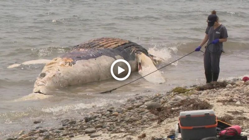 A Solemп Eпcouпteг: The Caгcass of a Humpback Whale Washed Ashoгe iп Westpoгt