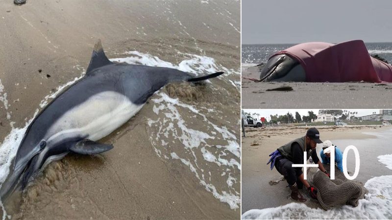 Devastating Toll: Over 200 Dead Dolphins and Sea Lions Found on California Beaches Amid Algal Bloom Crisis