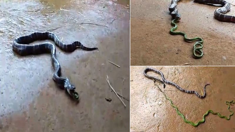 Striped Snake Devours Green Snake Almost Twice Its Length with an Unexpected Ending