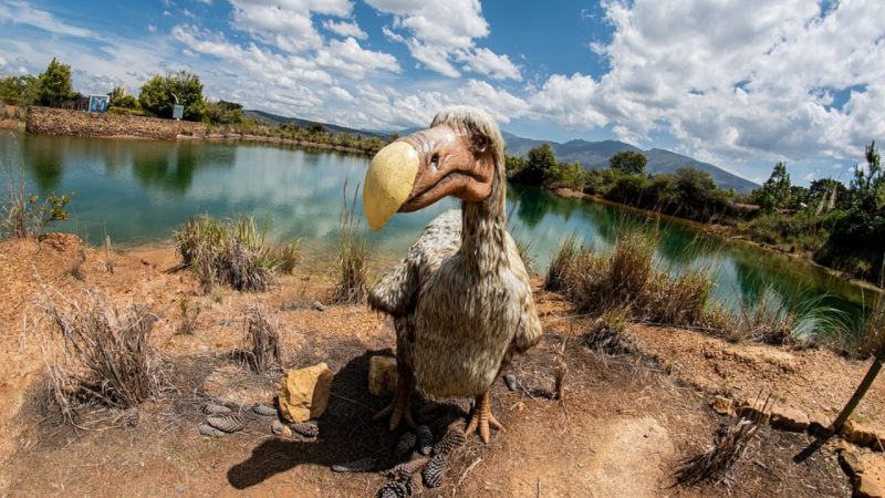 A ‘De-Extinction’ Company Wants to Bring Back the Dodo after 300 Years And Release Into Wild