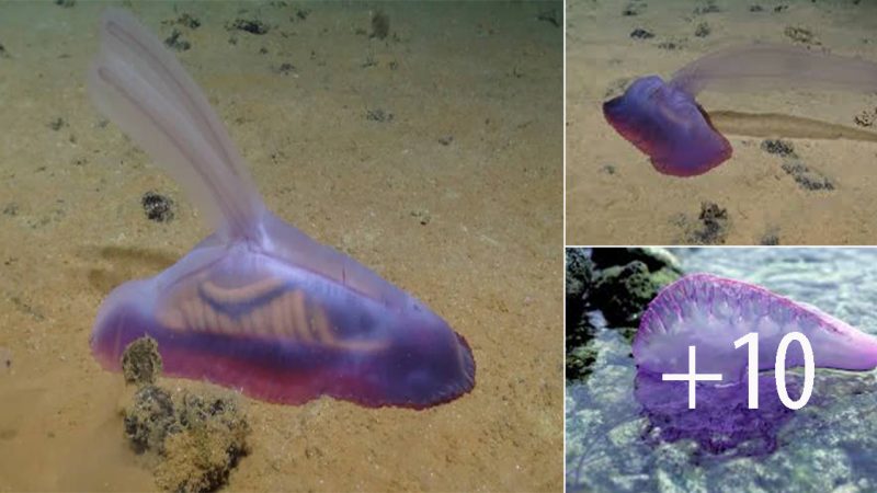 Gummy Squirrel: Unveiling the Mysterious Depths of the Pacific Ocean