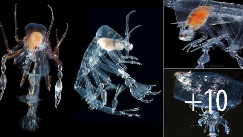 Invisible Intrigues: Exploring the Transparent Two-Clawed Crustacean, Phronima