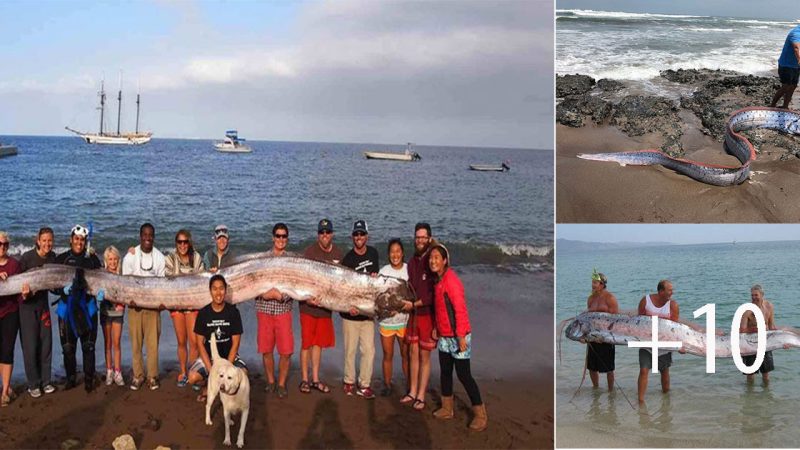 “The Enigmatic Oarfish: Exploring the World’s Longest Bony Fish”