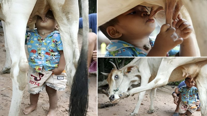 “Children in Disadvantaged Areas Rely on Cow’s Milk to Combat Hunger Due to Extreme Poverty, Eliciting Heartbreak”