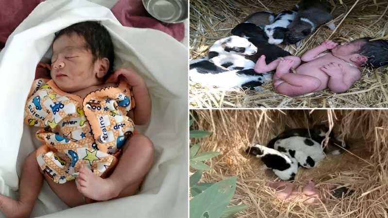 A newborn baby was saved by people nearby when his mother left him among the dogs.