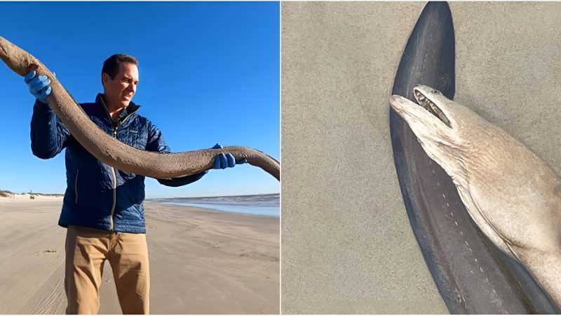 ‘Massive’ American eel washes up on Texas Gulf Coast