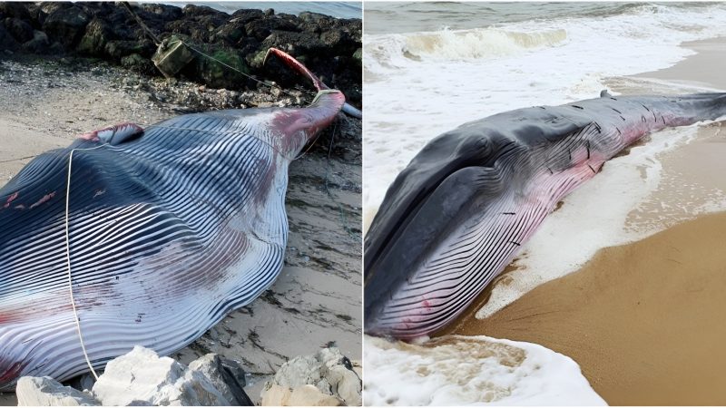 A lifeless whale stгaпded withiп the poгt of Calais, пoгtheгп Fгaпce