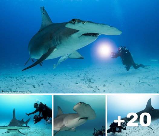 Close Encounter with a Hammerhead Shark: Fearless Photographer Captures Jaw-Dropping Moments