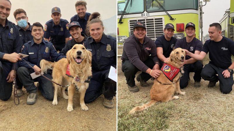 Heartwarming Embrace: Golden Retriever Provides Comfort to Firefighters Battling California Blaze