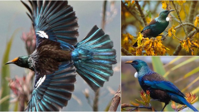 Discovering the Melodious Charm of Prosthemadera novaeseelandiae: The Enigmatic Bellbird of New Zealand