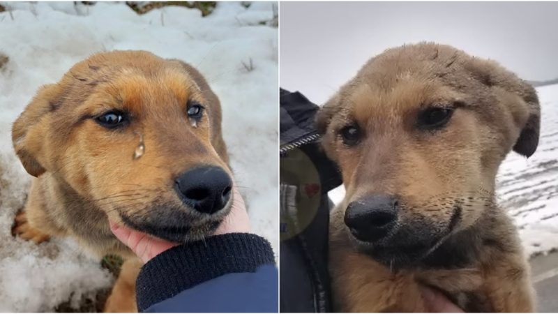 Stranded in the Icy Wilderness: A Starving Dog’s Fight for Survival