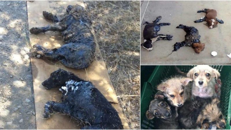 Timely Rescue: Four Dogs Trapped in Tar Rescued from the Sweltering Sun