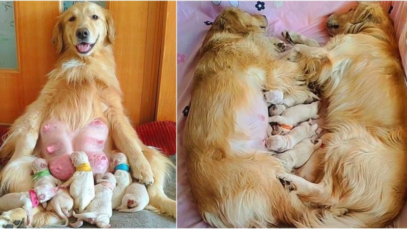 Touching Display of Care: Devoted Golden Retriever Caring for Pregnant Partner Earns Admiration