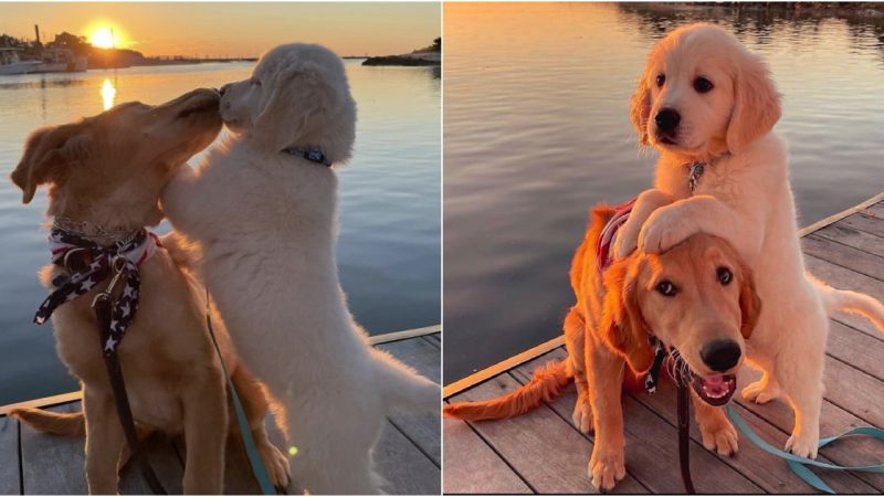 A Canine’s Gentle Embrace Provides Solace and Understanding to Its Cherished Friend.