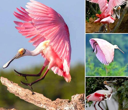 Unveiling the Enchanting Roseate Spoonbill: Elegance of Pink Plumage and Distinctive Spoon Bill