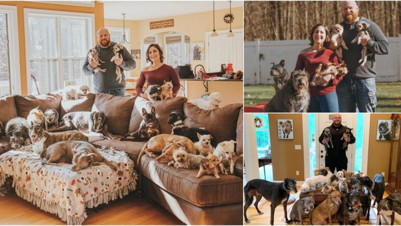 Compassionate Couple Adopts Unloved Senior Dogs from Shelters