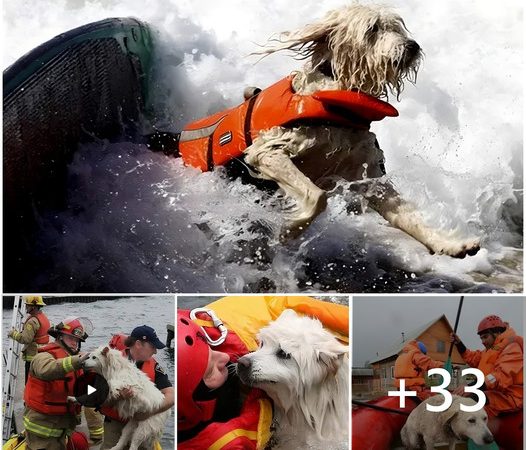 12-Hour Rescue Mission: Inspiring Millions in the Tsunami-Swept Dog’s Salvation Journey