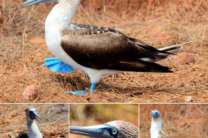 Discover the Blue-footed Booby (Sula nebouxii)