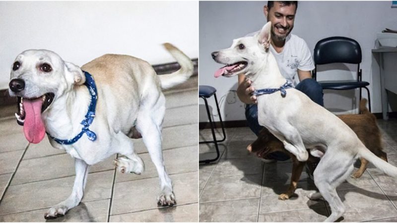 Resilient Disabled Dog, Abandoned Twice in a Day, Discovers Loving Forever Home