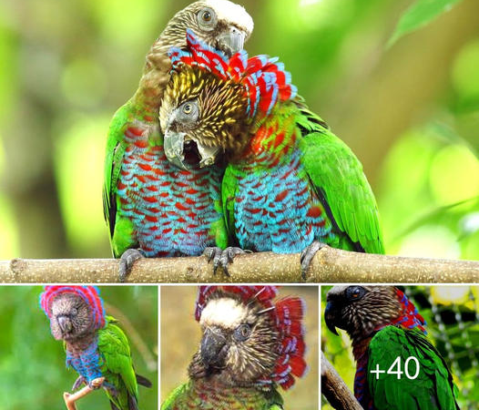 Nature’s Living Kaleidoscope: The Red-Fan Parrot