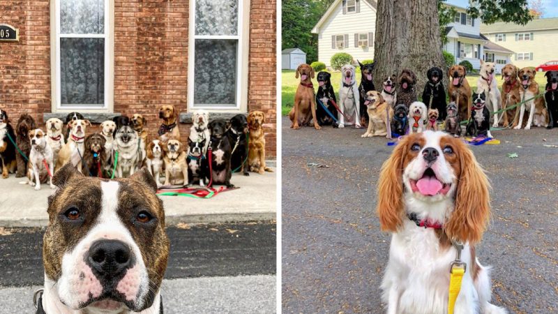 In New York City, a Dedicated Dog Walker Creates Heartwarming Group Photo Memories for Furry Friends