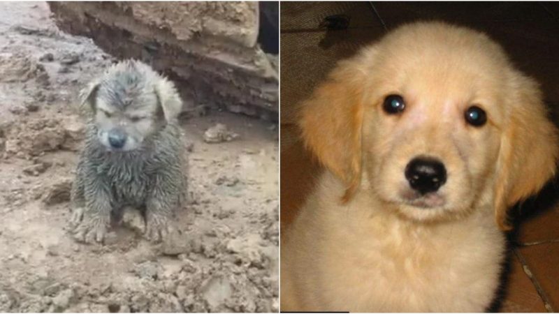 Muddy Puppy Unearthed at Construction Site Identified as Golden Retriever by Rescuer