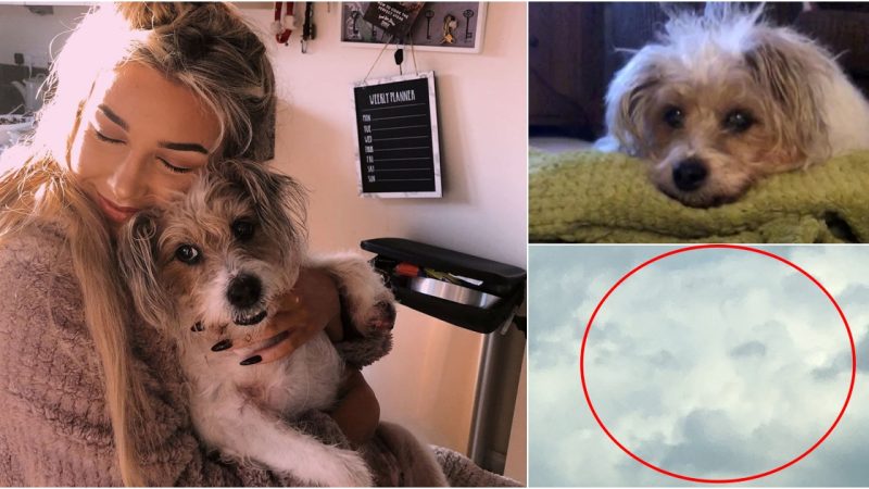 Heartbroken Woman Sees Her Deceased Dog’s Face in Clouds Shortly After His Passing