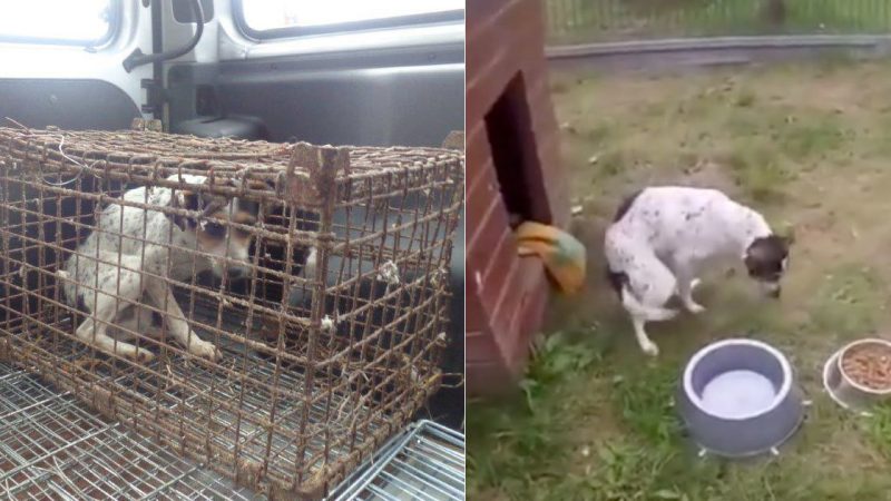 Terrified Dog Rescued After Spending So Long in a Cage That She Forgot How to Walk