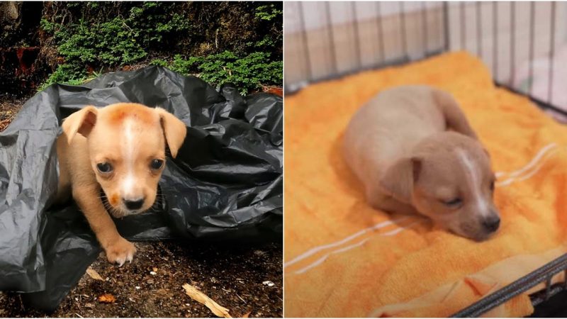 Rescuing the Abandoned and Helpless Dog Found in a Plastic Bag, Seeking Urgent Rescue