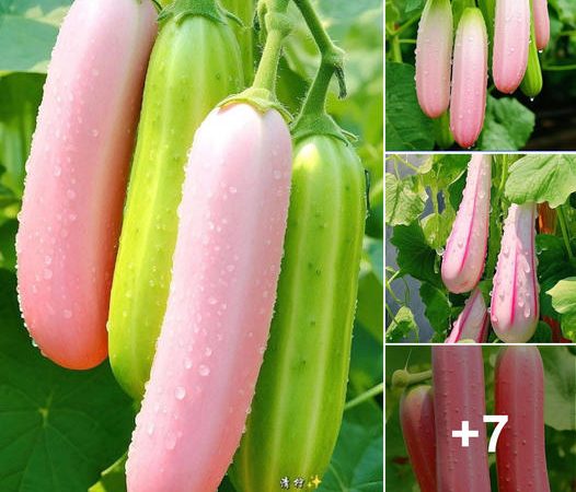 A Symphony of Colors: Cucumbers That Delight the Senses