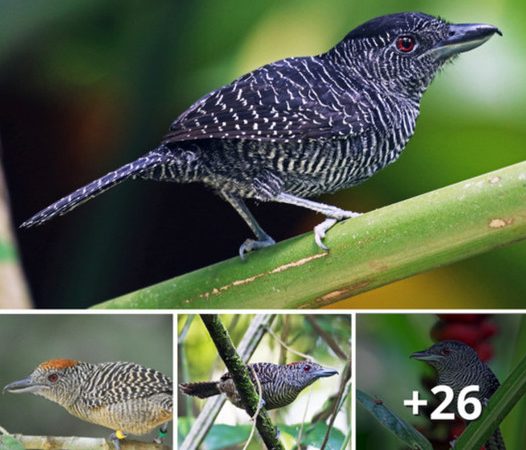 Unveiling the Fasciated Antshrike: Nature’s Zebra of the Bird World